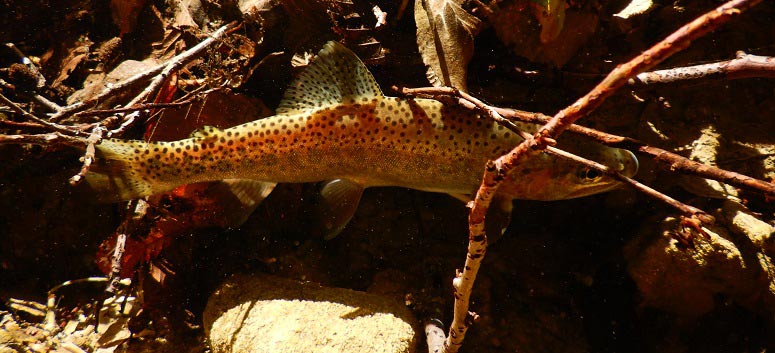 trout PrairieForkRBT cdfw
