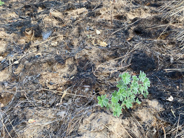 MMG Seed Photo 2