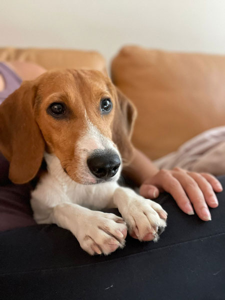 NEW Photo Beagles in foster 5