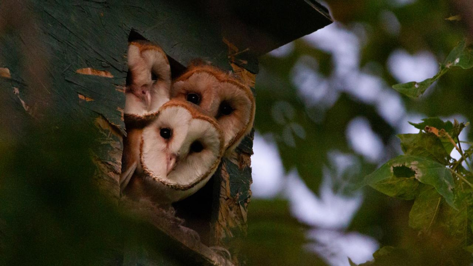 barn owl uc davis 94753 original