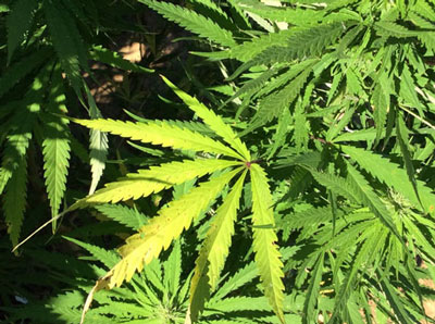 marijuana from marijuana farm credit nida 400
