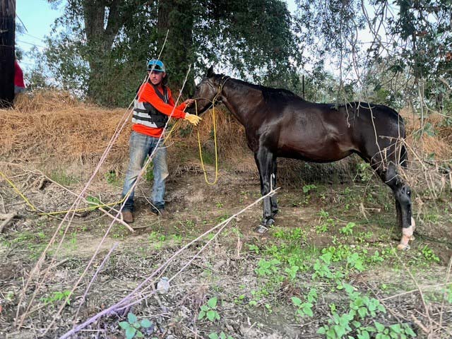 FCSO horse 3