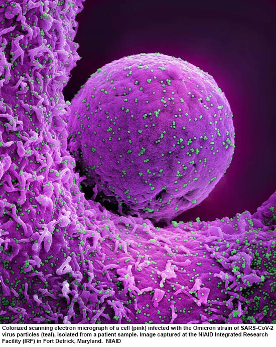 NIH 20230810 coronavirus omicron