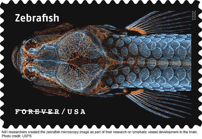 NIH USPS2