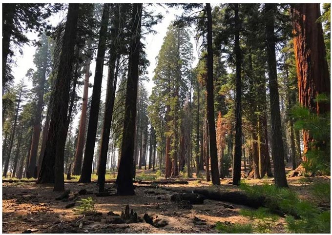 Sierra Nevada Conservancy 828.2