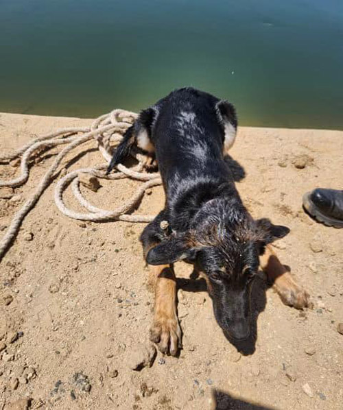TCSO dog 2
