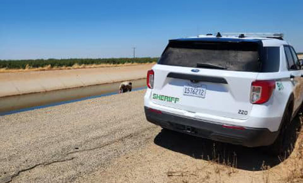 TCSO dog 3