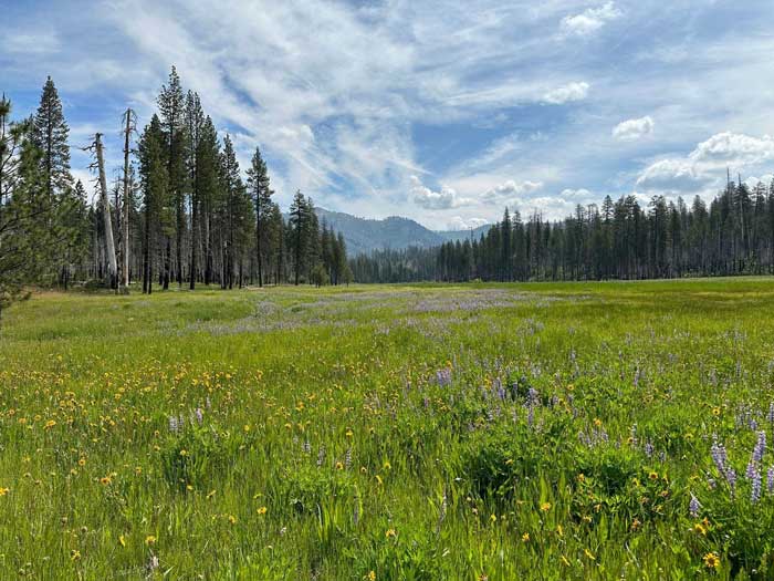 YNP restoration 1