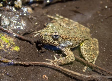 yellow legged frog FYLF credit RebeccaFabbri USFWS.1