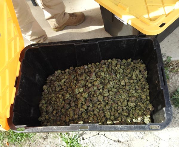 CCSO marijuana 2