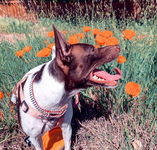 Cal OES Daisy pets
