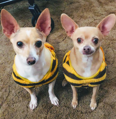 MYSO Rylan Chihuhuas Jake and Teddy