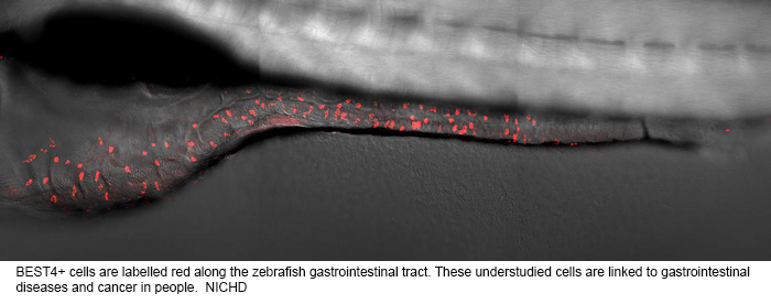 NIH 20231218 zebrafish BEST4 cells