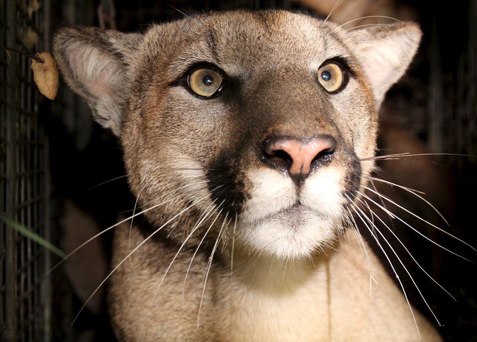 mountain lion P 81 santa monica mountains credit nps