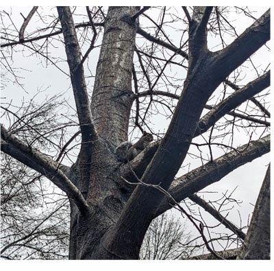storm ready tree care 1
