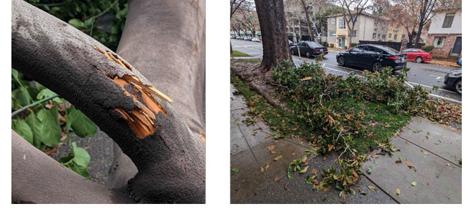 storm ready tree care 3