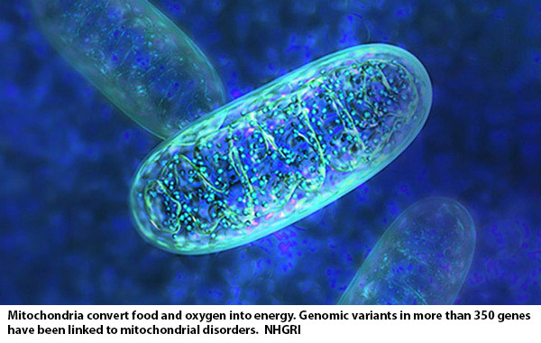 NIH 20230707 mitochondria