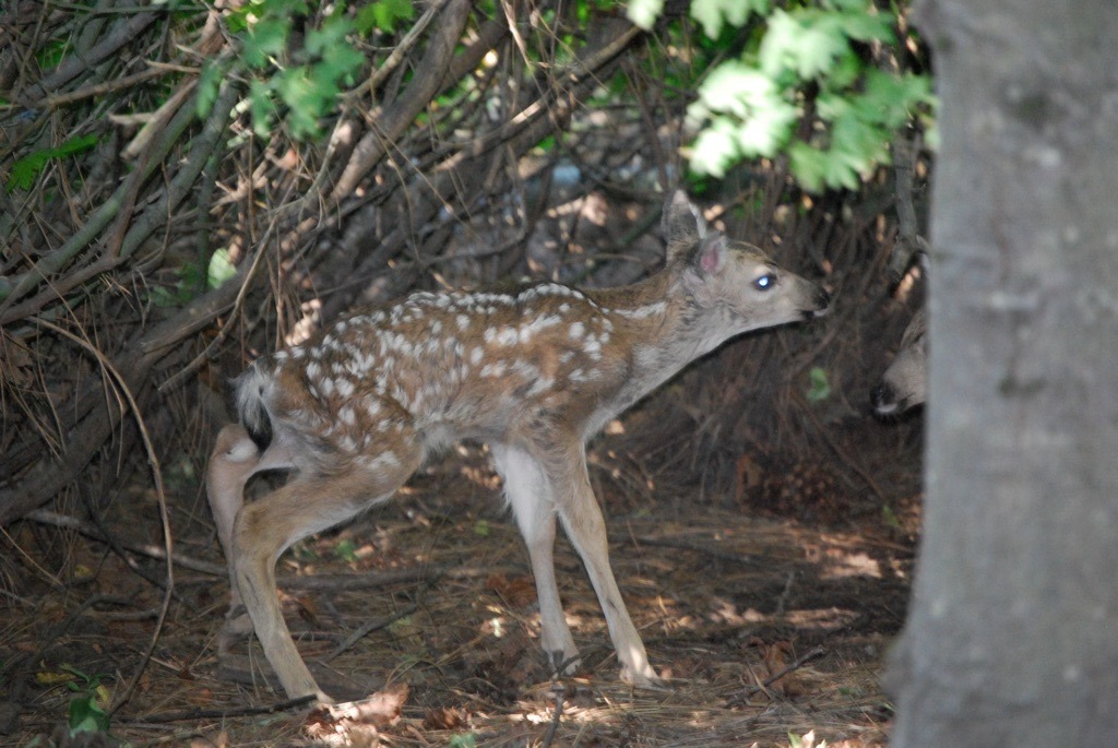 YNP babies