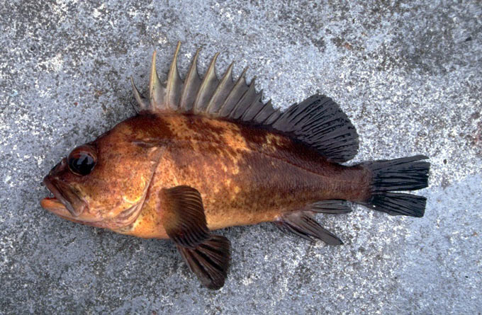 quillbackrockfish original