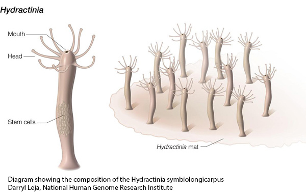 NIH 20230630 hydractinia diagram