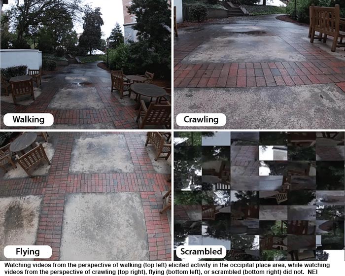 NIH 020230315 walk crawl