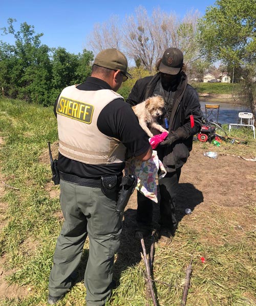 TCSO dog rescue 5