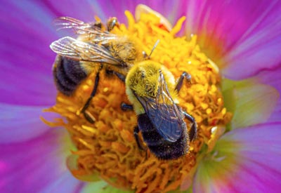bees on flower