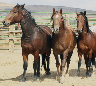 blm35