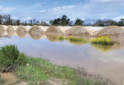 calfarmbureau322.3