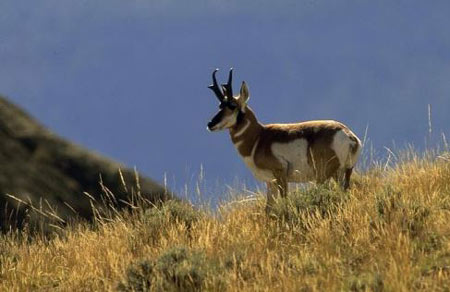 reportwildlifepic cdfw