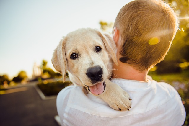 dog g689f83c17 640
