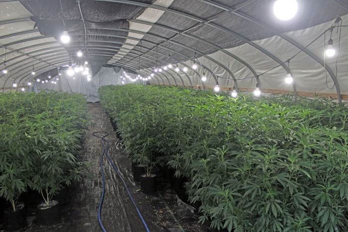 FCSO marijuana 1
