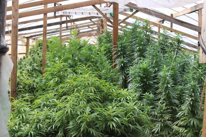 FCSO marijuana 3