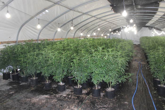 FCSO marijuana 4