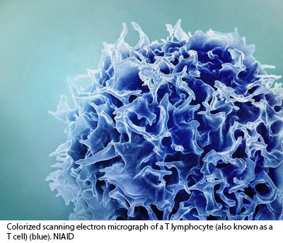 NIH 20231101 cancer