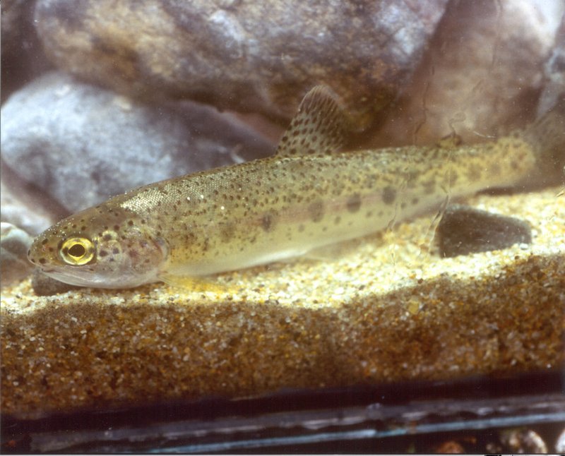 RSSouthernCaliforniaSteelhead AlexVejar CDFW