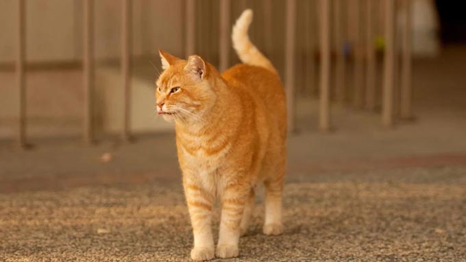 cat credit ucdavis