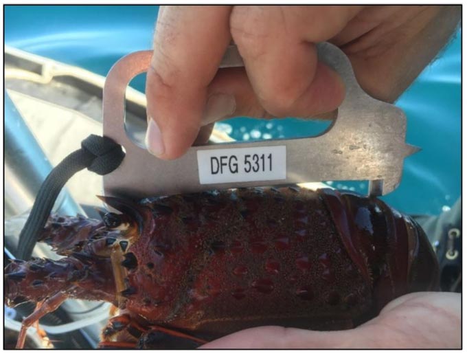 cdfw measure lobster 1120