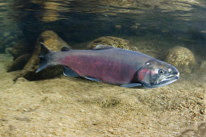 coho salmon noaa