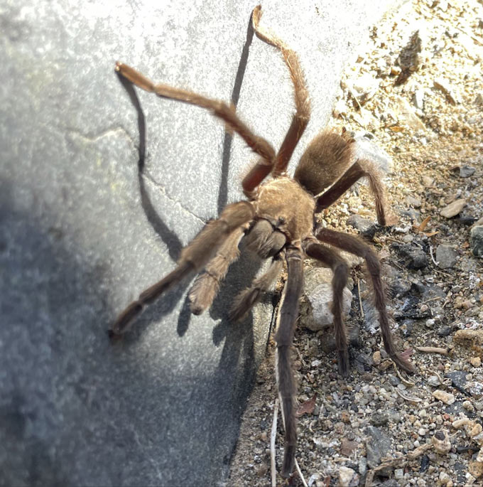 Tarantula NPS photo