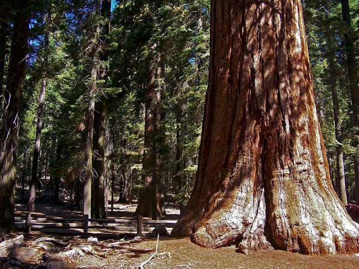 YNP closed
