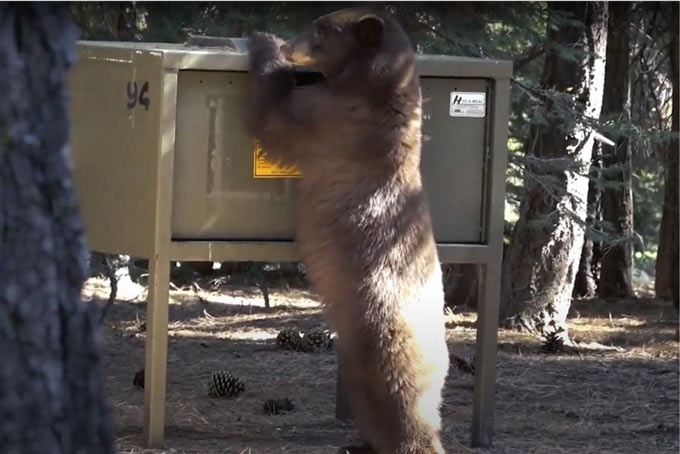 black bear credit ca.state parks