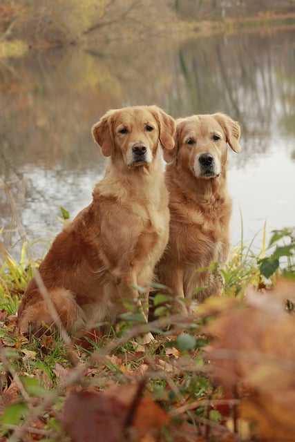 dogs 7956516 640