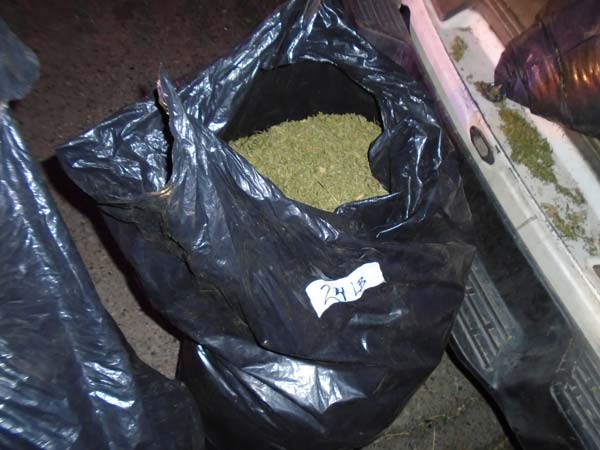 FCSO marijuana 2