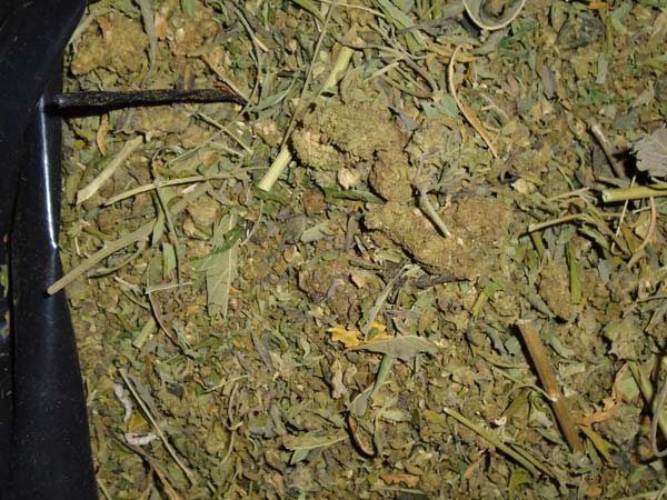 FCSO marijuana 3