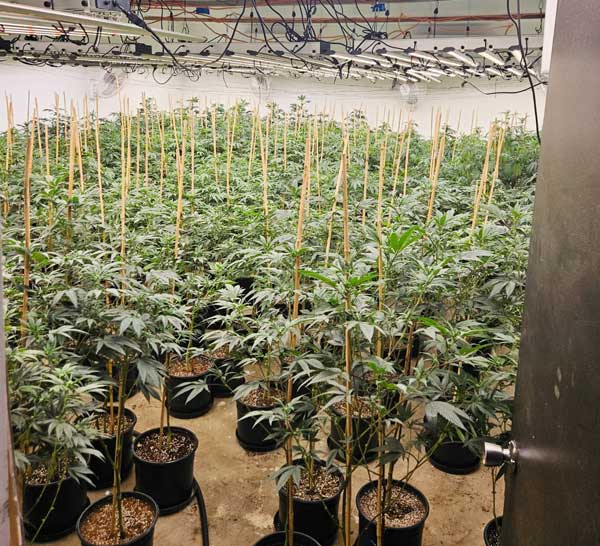 MCSO marijuana 1