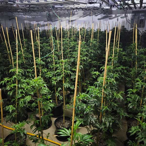 MCSO marijuana 2