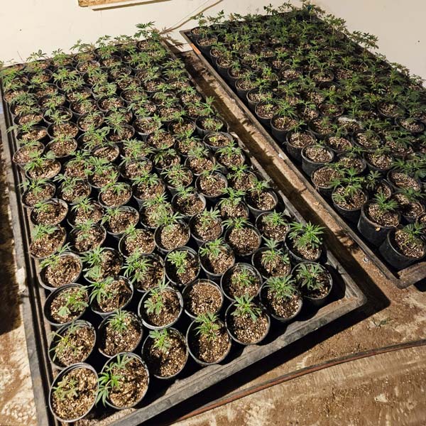 MCSO marijuana 3