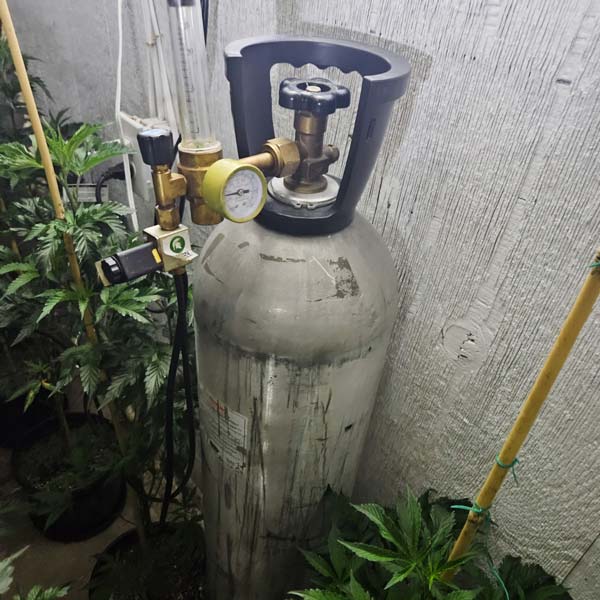 MCSO marijuana 4