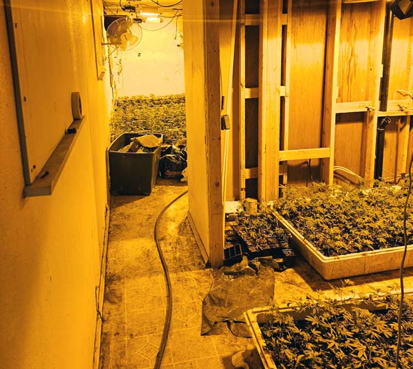 MCSO marijuana 6
